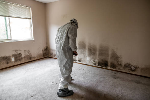Best Mold Remediation  in Claremont, CA