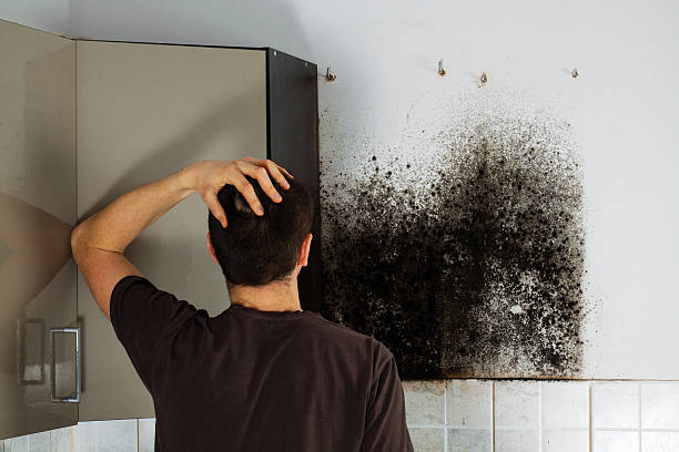 Best Black Mold Removal  in Claremont, CA